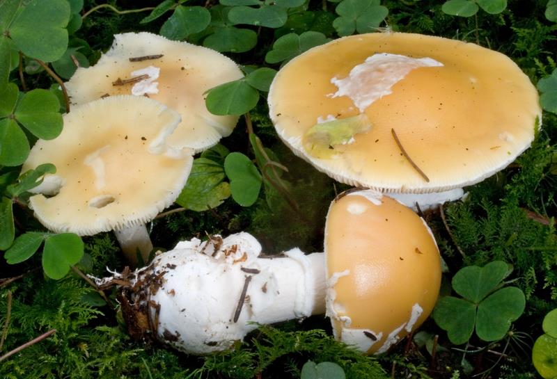 Amanita junquillea